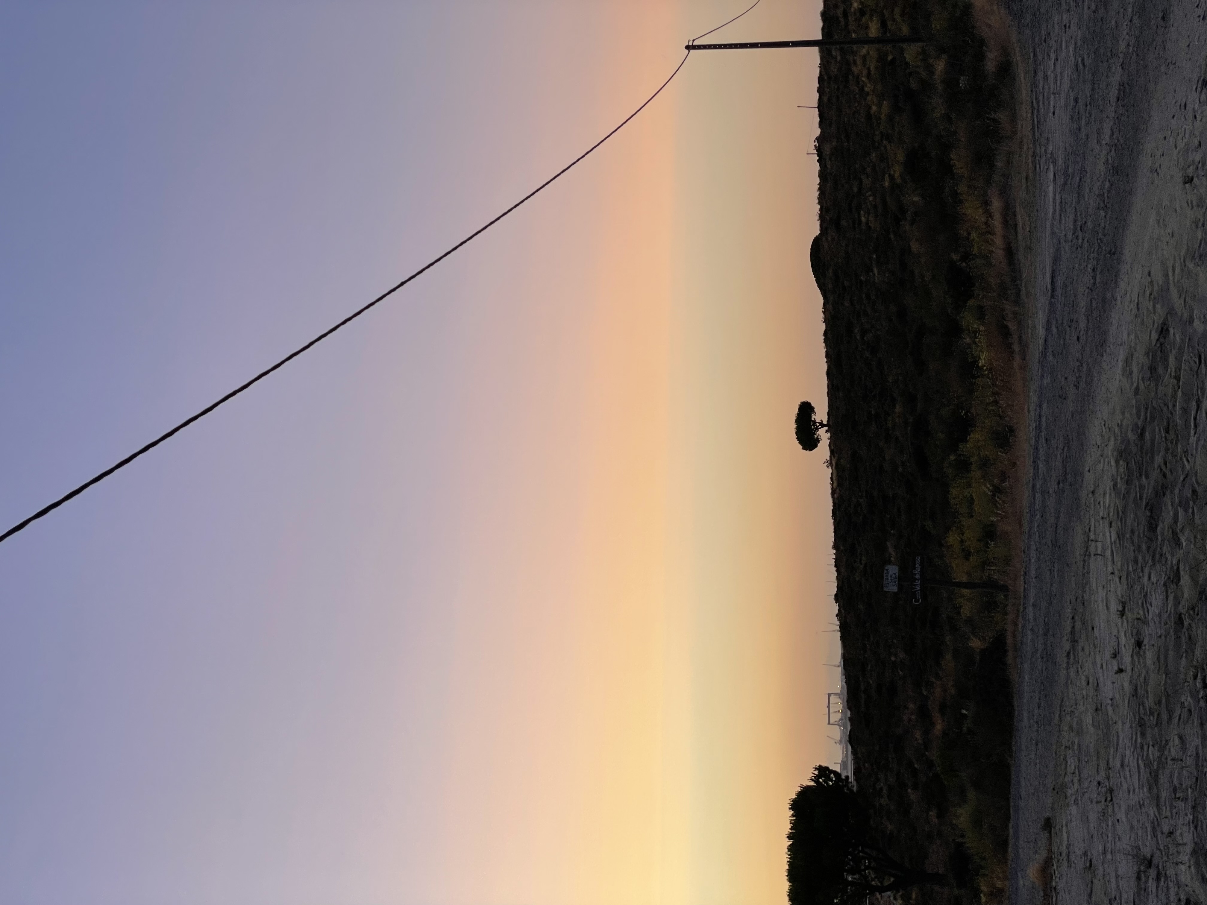 A single tree in the sand in Portugal
