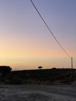 A single tree in the sand in Portugal