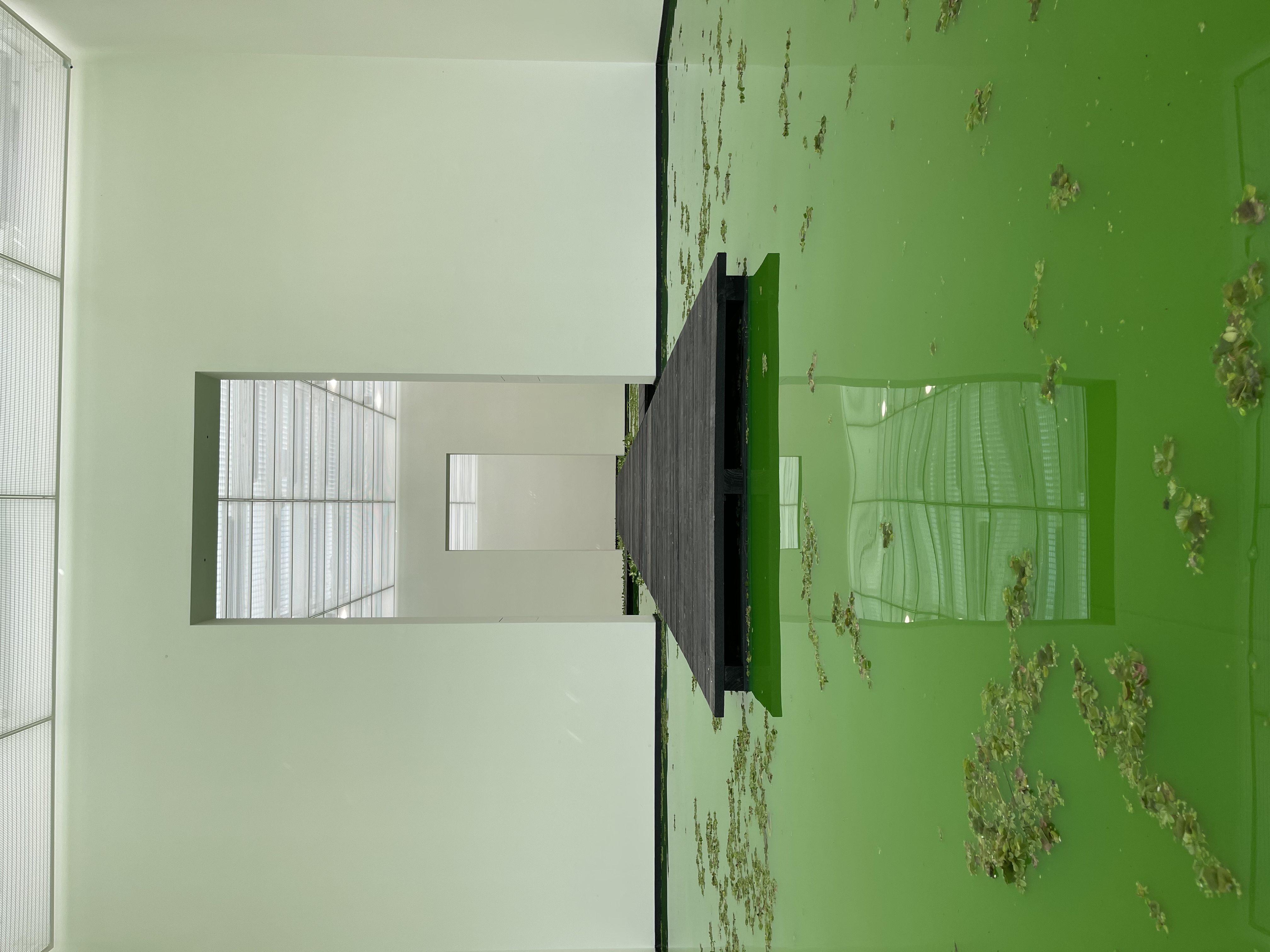 A green pond exhibition