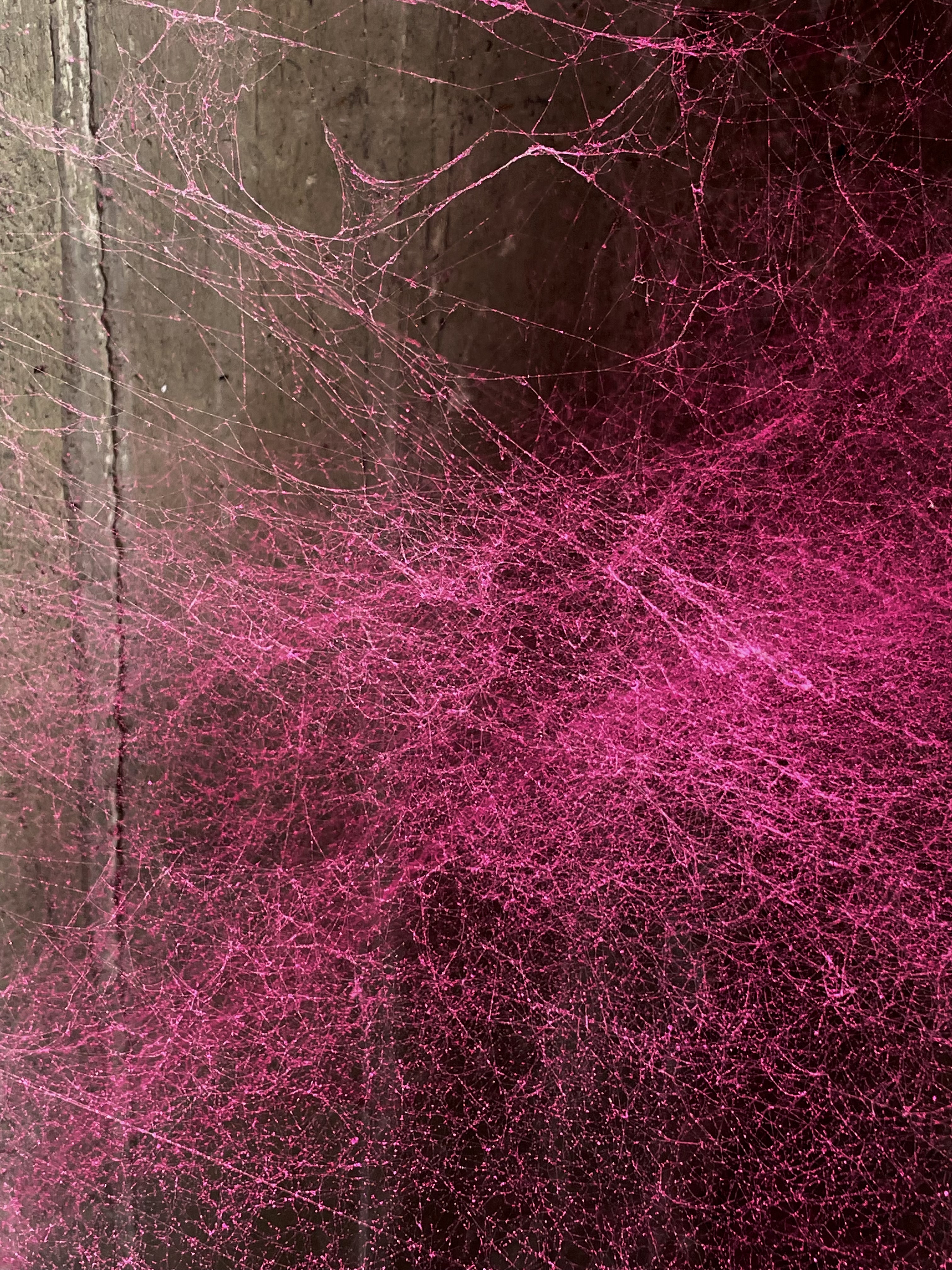 A spiderweb dyed pink in a window