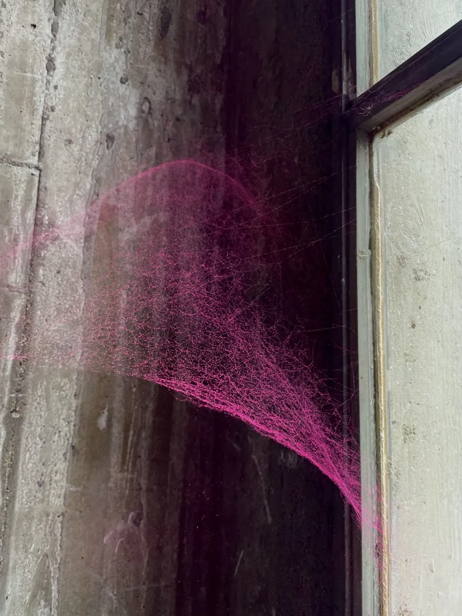 A spiderweb dyed pink in a window