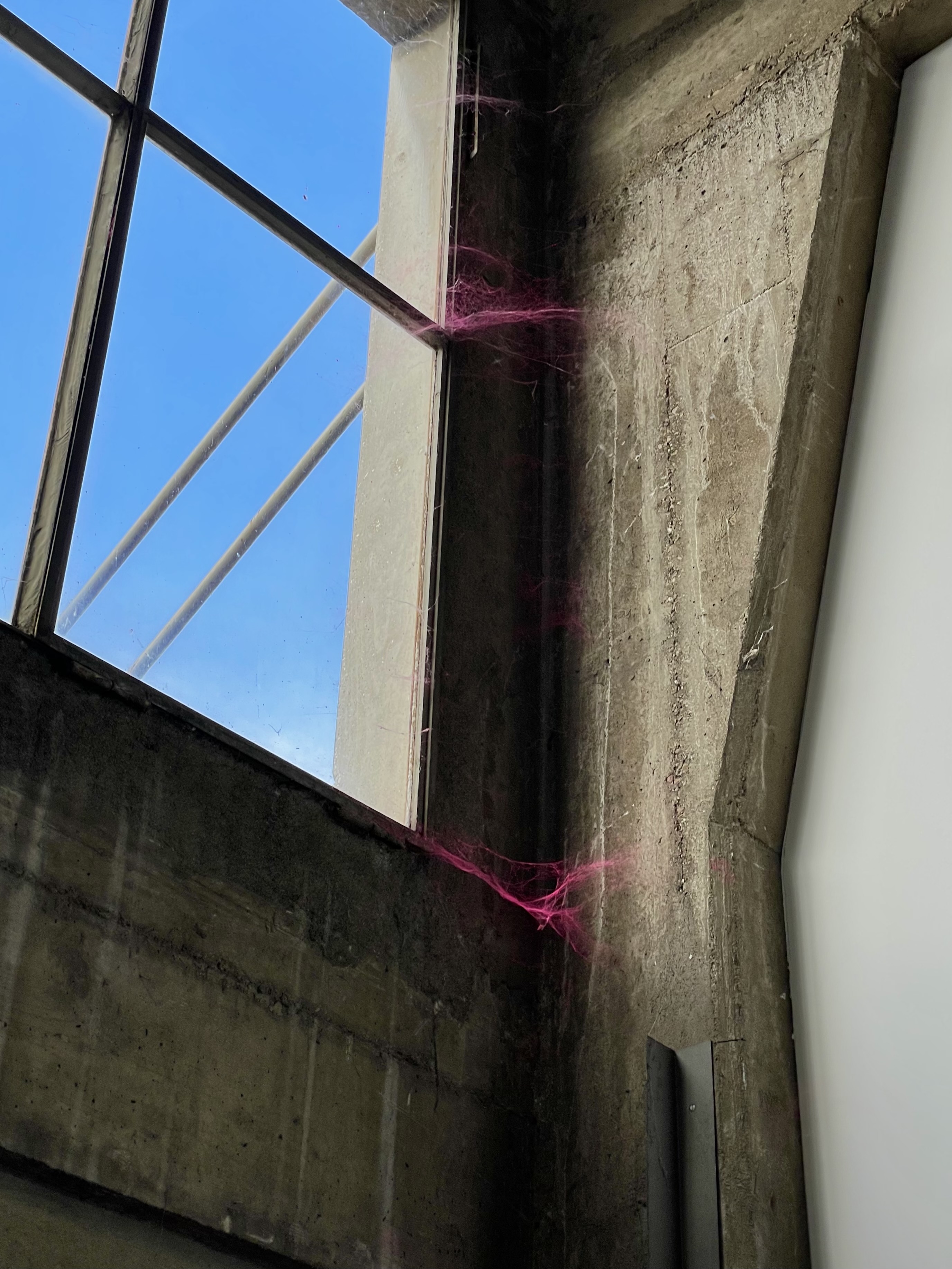 A spiderweb dyed pink in a window