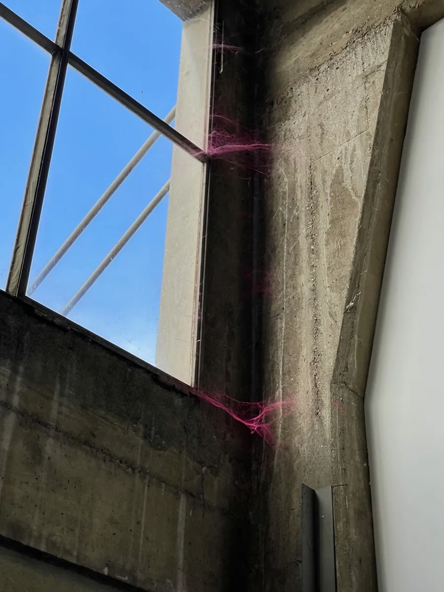 A spiderweb dyed pink in a window