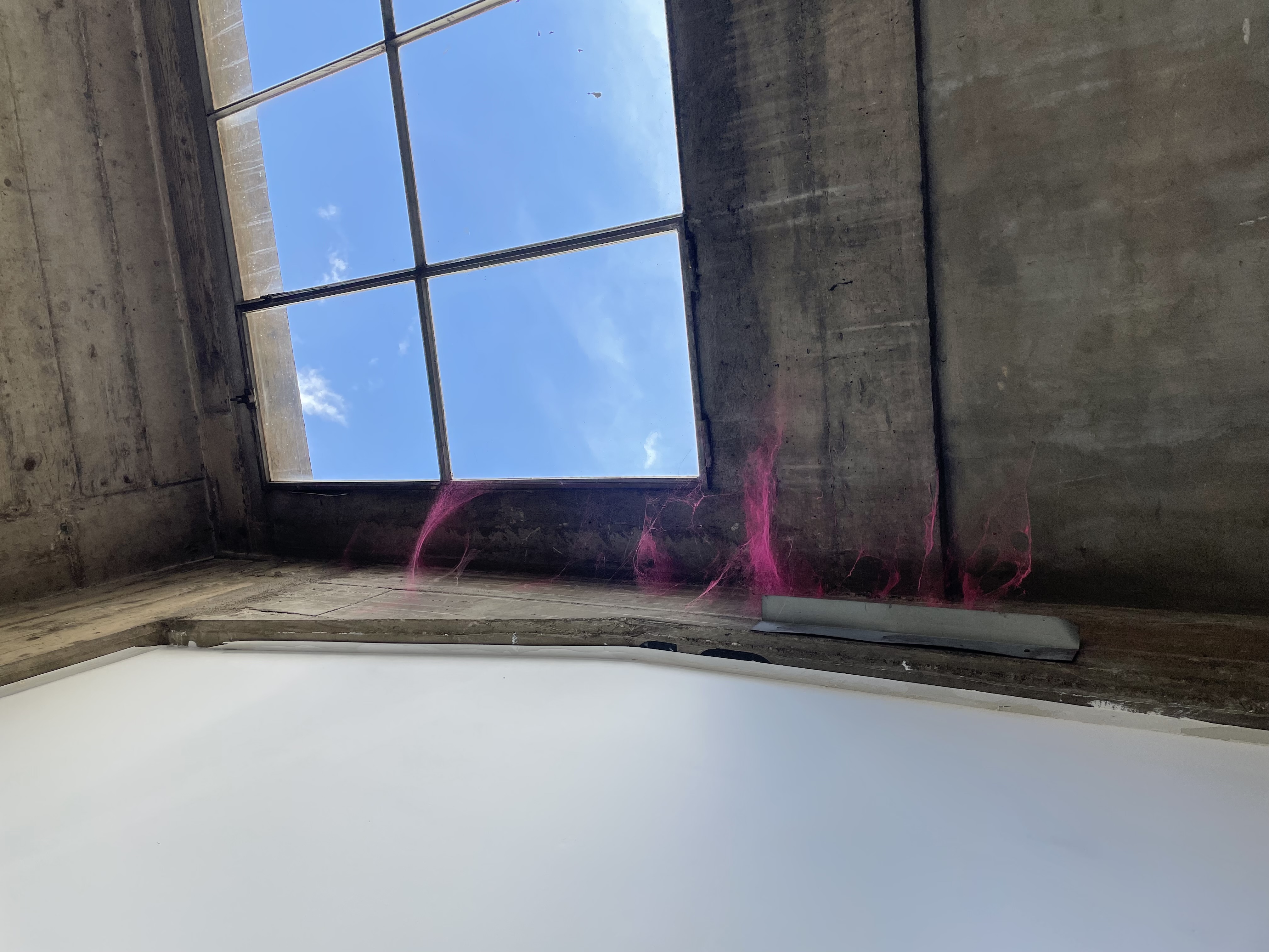 A spiderweb dyed pink in a window